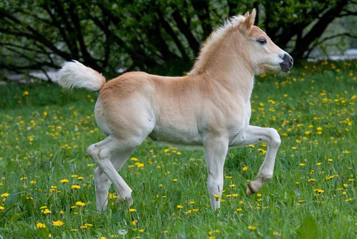 Haflinger Ponies